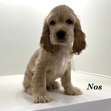puppy, for, sale, Cocker Spaniel, Joe & Cherri  Overlease, dog, breeder, Miller, MO, dog-breeder, puppy-for-sale, forsale, nearby, find, puppyfind, locator, puppylocator, aca